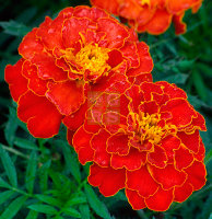 Цветы Бархатцы отклоненные махровые Ред черри 0,3 г 10 шт/уп