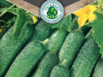 Огурец Маша F1 ранний парт (Голландия) 7 шт 10 шт/уп
