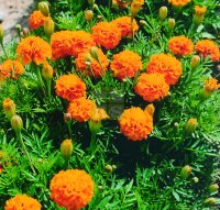 Цветы Бархатцы Петит золотистые ( отклоненные махровые ) 0,3 гр. 10 шт/уп