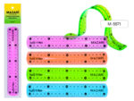 Линейка пластиковая гибкая, 20 см, ассорти 4 цв. пластиковый пакет 48 шт/уп М-5571