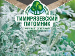 Цветы Цинерария Серебрянная 0,05 г 10 шт/уп