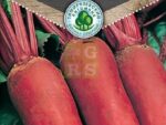 Свекла Цилиндра среднеранняя  3 гр. 10 шт/уп