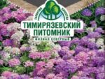 Цветы Иберис 0,1 гр. 10 шт/уп