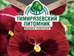 Цветы Виола Лаура 0,05 г 10 шт/уп