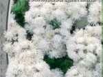 Агератум Белый  шар 0,3 гр ( однолетник ) 10 шт/уп