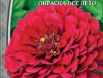 Цинния георгиноцветковая Пурпурный принц 0,5 гр 10 шт/уп ВХ