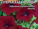 Петуния грандифлора Суперкаскад Бургунди 10 шт 10 шт/уп ВХ