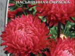 Астра пионовидная Марго 0,2 гр ( однолетник ) 10 шт/уп