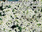 Алиссум Снежные одежды цв/п 0,25 гр ( однолетник ) 10 шт/уп  LUXE