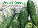Огурец Брат с севера 0,25 гр цв. пак 10 шт/уп ВХ