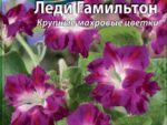 Ипомея Леди Гамильтон 0,5 гр 10 шт/уп ВХ
