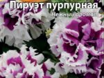 Петуния Пируэт пурпурная махровая 10 шт 10 шт/уп ВХ