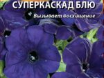 Петуния грандифлора Суперкаскад Блю 10 шт 10 шт/уп ВХ