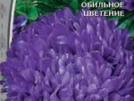 Астра Вайолеттер фиолетовая 0,2 гр ( однолетник ) 10 шт/уп