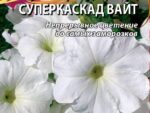 Петуния грандифлора Суперкаскад Бургунди 10 шт 10 шт/уп ВХ