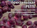 Капуста брюссельская Регге 0,2 гр 10 шт/уп ВХ