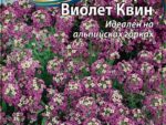 Алиссум Виолет квин цв/п 0,25гр 10 шт/уп LUXE