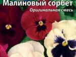Виола Малиновый сорбет 6 шт 10 шт/уп