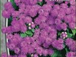 Агератум Розовый шар 0,3 гр ( однолетник ) 10 шт/уп