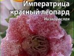 Глоксиния Императрица красный леопард 5 шт 10 шт/уп