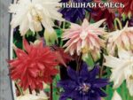 Аквилегия гибридная Махровая смесь 0,05 гр ( многолетник ) 10 шт/уп