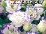 Эустома крупноцветковая АВС Мисти Блю 5 шт 10 шт/уп ВХ