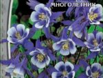 Аквилегия гибридная Синяя звезда 0,05 гр ( многолетник ) 10 шт/уп