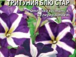 Петуния грандифлора Тритуния Блю Стар 20 шт 10 шт/уп ВХ
