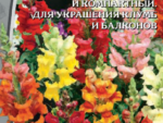 Львиный зев Волшебный ковёр смесь 0,2 гр 10 шт/уп ВХ