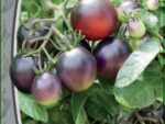 Томат черри Вишенка черная 0,03 гр цв.п 10 шт/уп ВХ