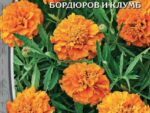 Бархатцы отклоненные махровые Петит оранжевый 0,5 гр 10 шт/уп ВХ