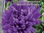 Астра пионовидная Королевский размер синяя 0,2 гр ( однолетник ) 10 шт/уп ВХ