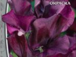 Душистый горошек Темно-пурпурный 0,5 гр 10 шт/уп ВХ