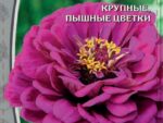Цинния георгиновидная Вишневая королева 0,5 гр 10 шт/уп ВХ