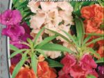 Бальзамин Камелия 0,2 гр 10 шт/уп ВХ