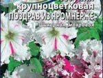 Петуния Поздравление из Яромнерже крупноцветковая 10 шт 10 шт/уп ВХ