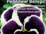 Виола (Анютины глазки)  Рипплинг Вотерс  0,1 гр 10 шт/уп ВХ