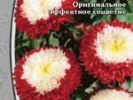 Астра Превосходный Гасфорд 0,2 гр 10 шт/уп ВХ