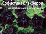 Петуния крупноцветковая Софистика Блэкберри 5 шт 10 шт/уп ВХ