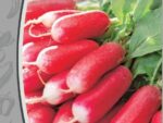 Редис Дамские пальчики 2гр. цв/п 10шт/уп ВХ
